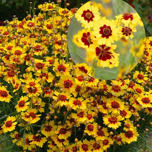 Coreopsis lanceolata 'Pineapple Pie' - Süstjas neiusilm 'Pineapple Pie' P9/0,55L